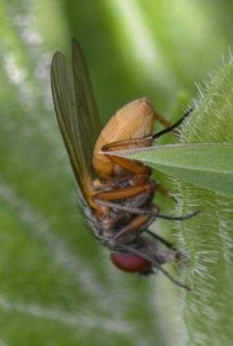 Fannia lustrator